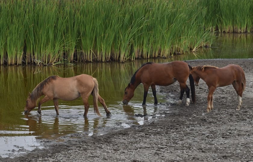Ruta de los Petroglifos Tongoy