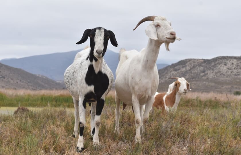 Ruta de los Petroglifos Tongoy