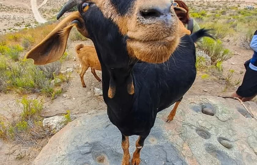 Ruta de los Petroglifos Tongoy