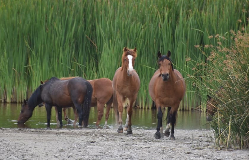 Ruta de los Petroglifos Tongoy